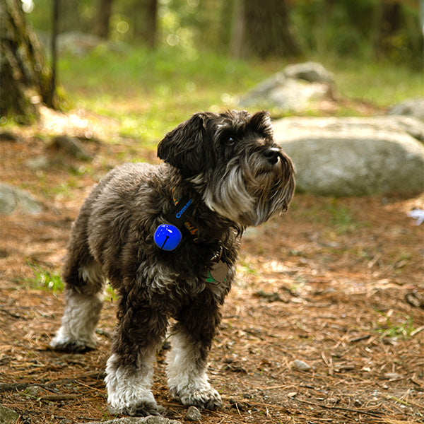コフラン ベアーベル カラー