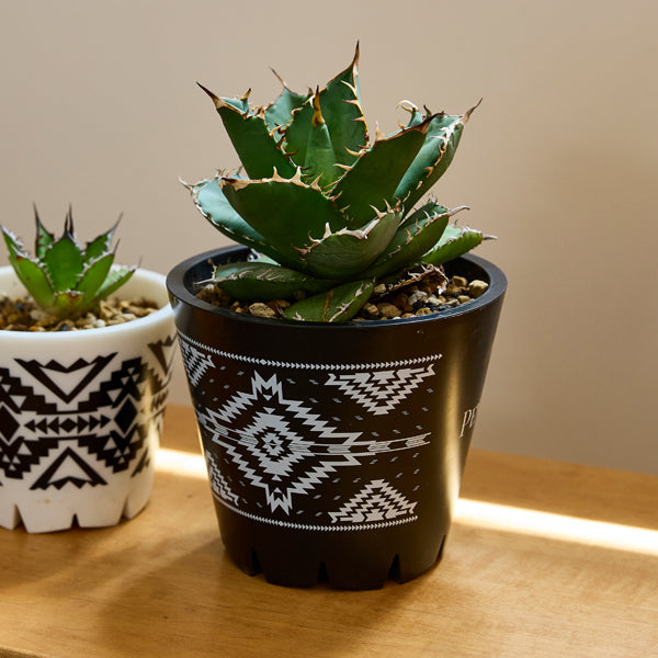 ペンドルトン カルシウムカーボネイト ハウスプラントポット Mサイズ TP030