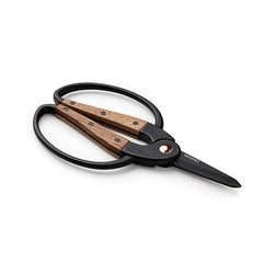 ウォールナット