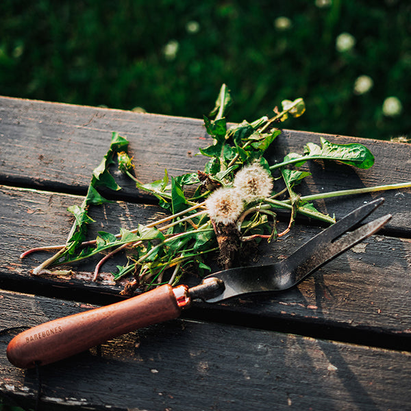 ベアボーンズ ダンデリオン ウェーディングフォーク